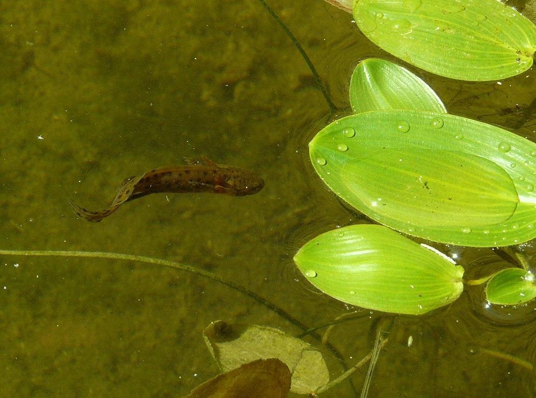 Il Laghetto del Centro di Entomologia - Piombino (LI)